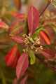 Photinia davidiana-8 Głogownik